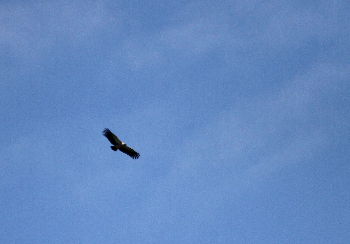 White-backed Vulture - John Willson