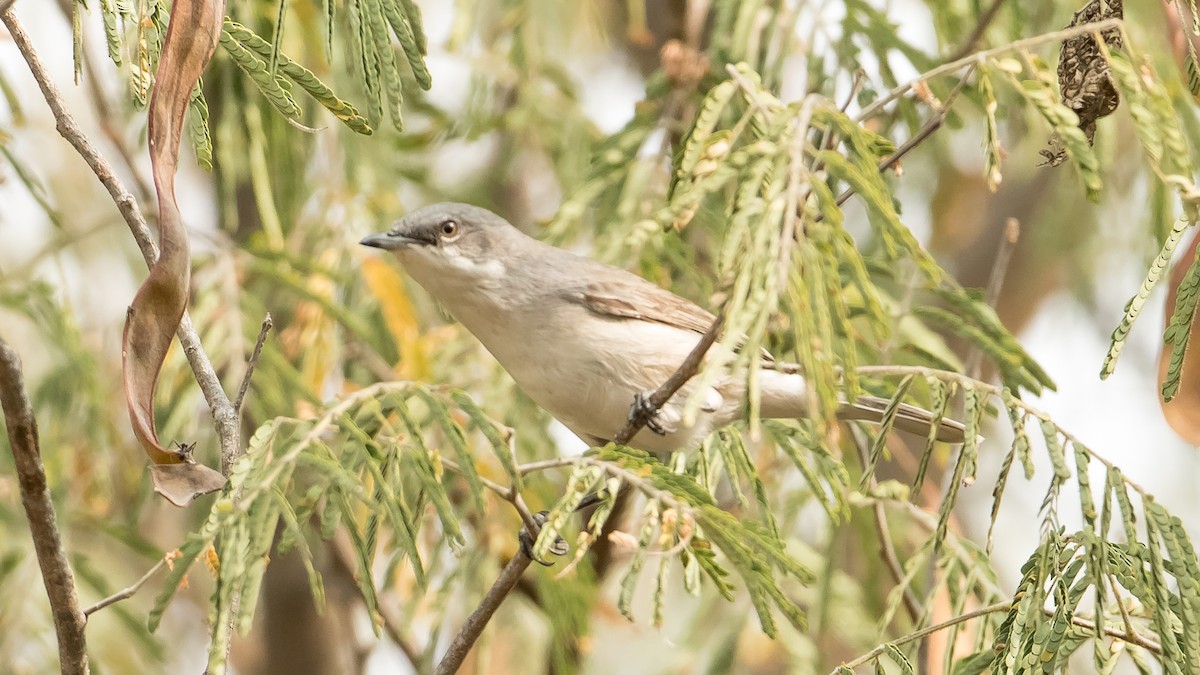 Lesser Whitethroat (Lesser/Hume's) - ML129808881