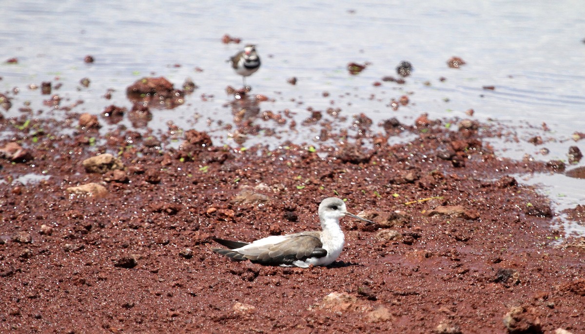 Black-winged Stilt - John Willson