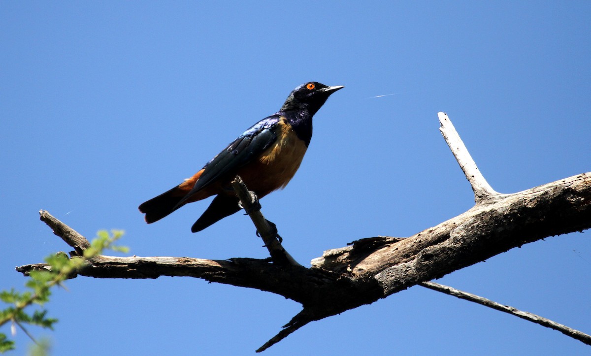 Hildebrandt's Starling - ML129809191