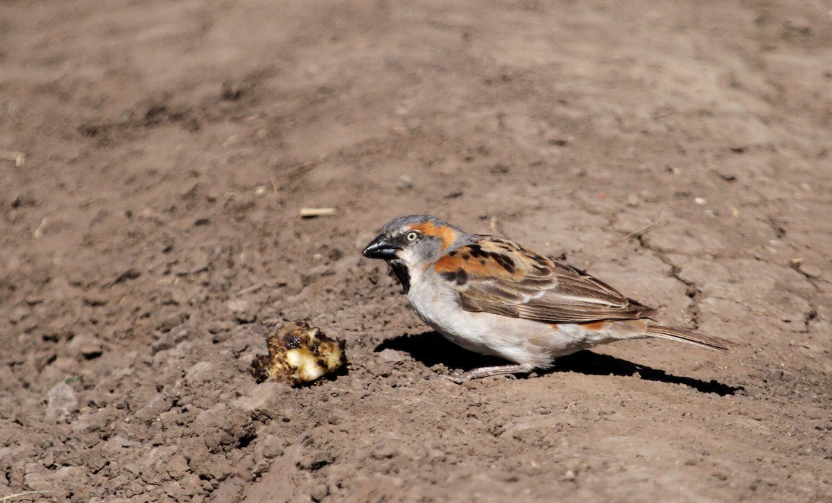 Kenya Rufous Sparrow - John Willson