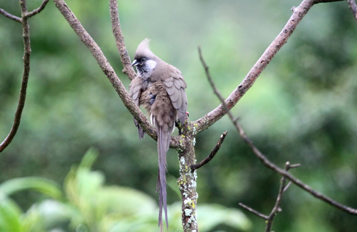 Speckled Mousebird - ML129809931