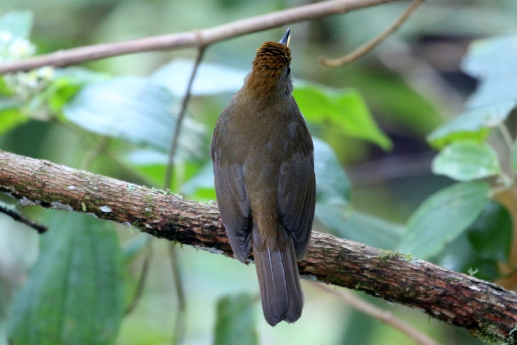 Ruddy-capped Nightingale-Thrush - ML129810171