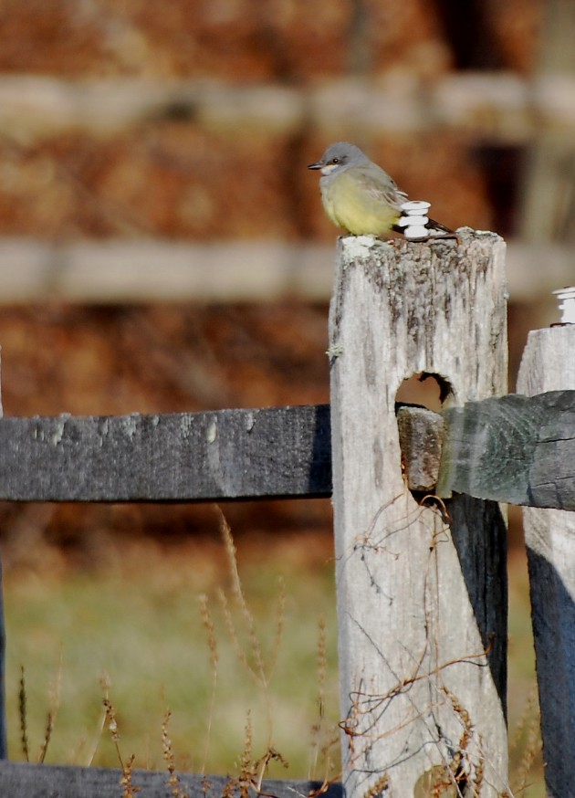 Cassin's Kingbird - John Willson