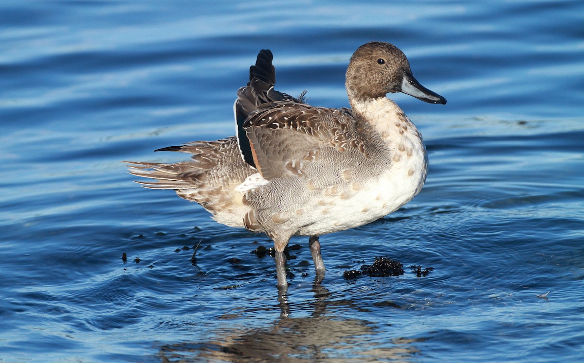 Northern Pintail - ML129811661