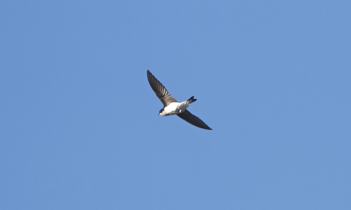 Golondrina Bicolor - ML129812071