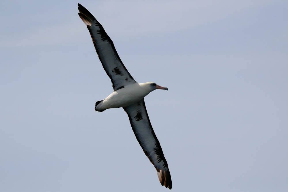 Laysan Albatross - Blake Matheson