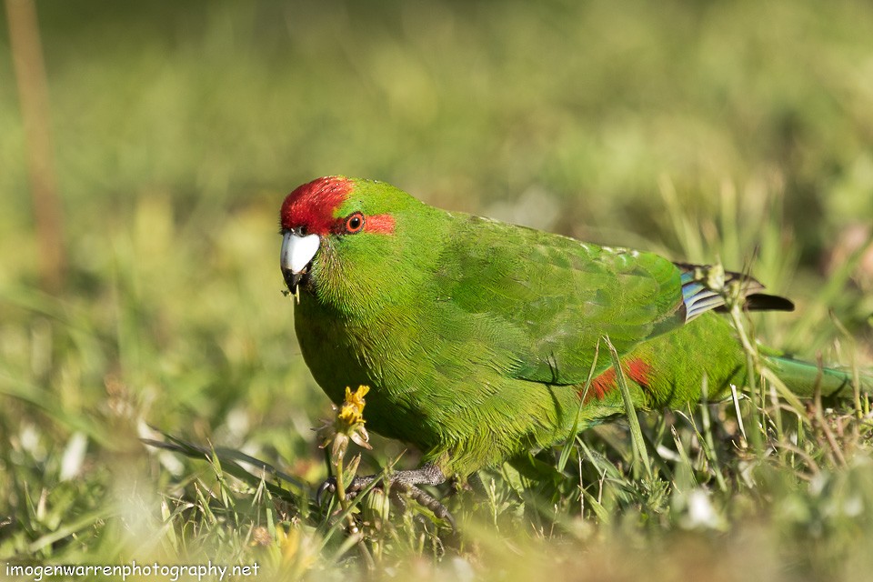 Red-crowned Parakeet - Imogen Warren
