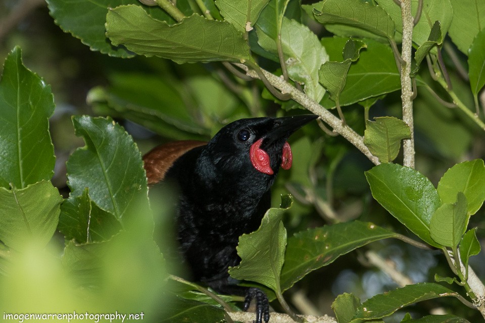 North Island Saddleback - ML129814121