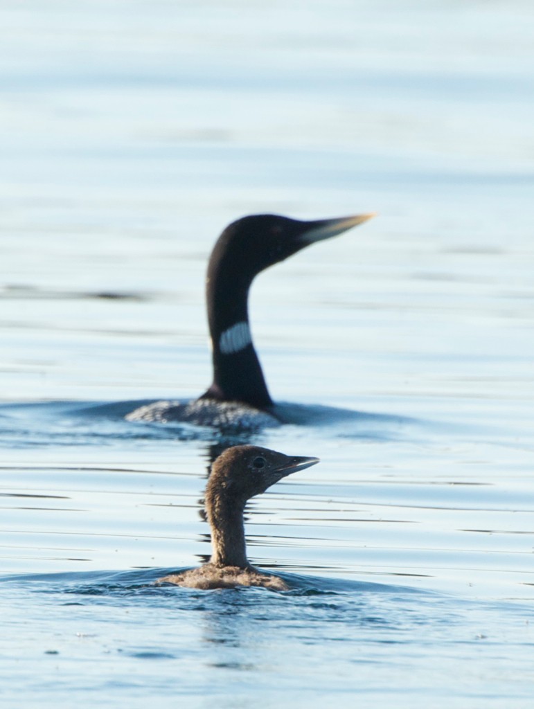 Yellow-billed Loon - Reid Hildebrandt