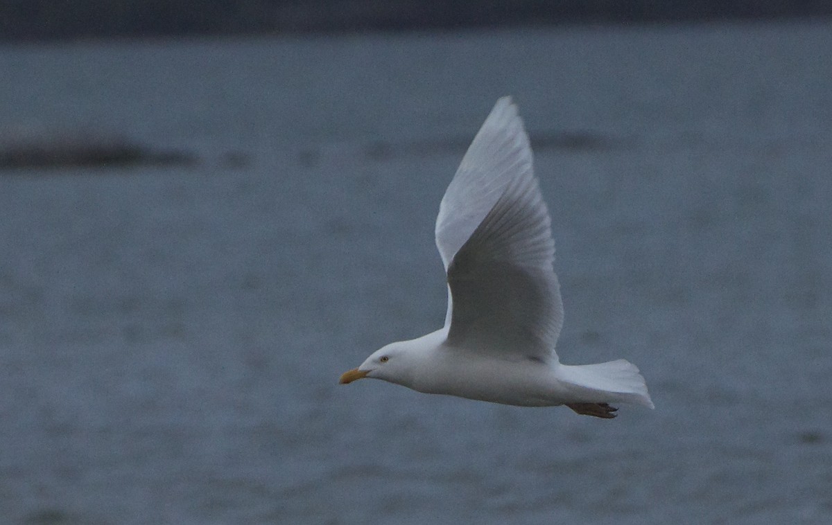 Glaucous Gull - ML129816491