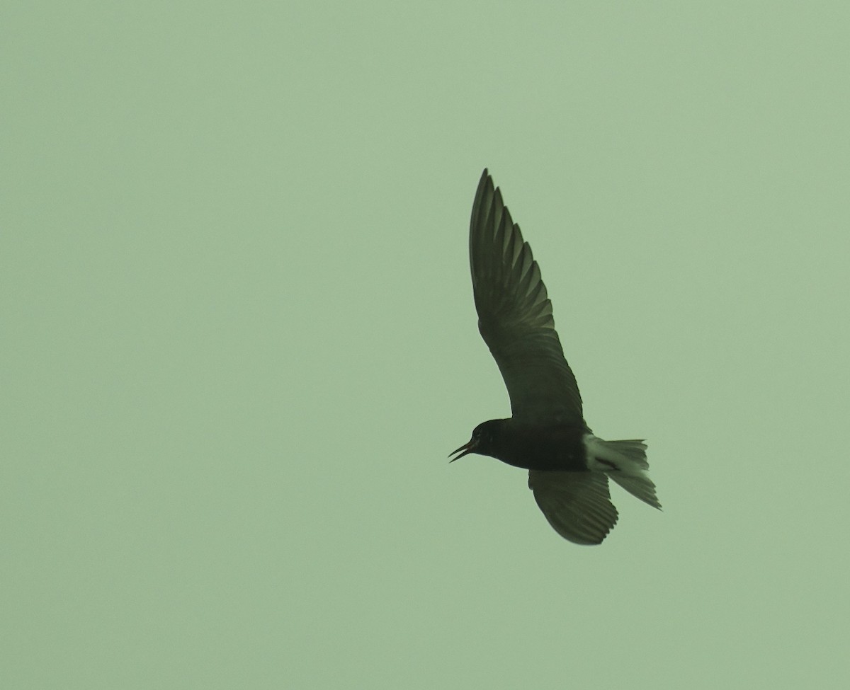 Black Tern - ML129816571