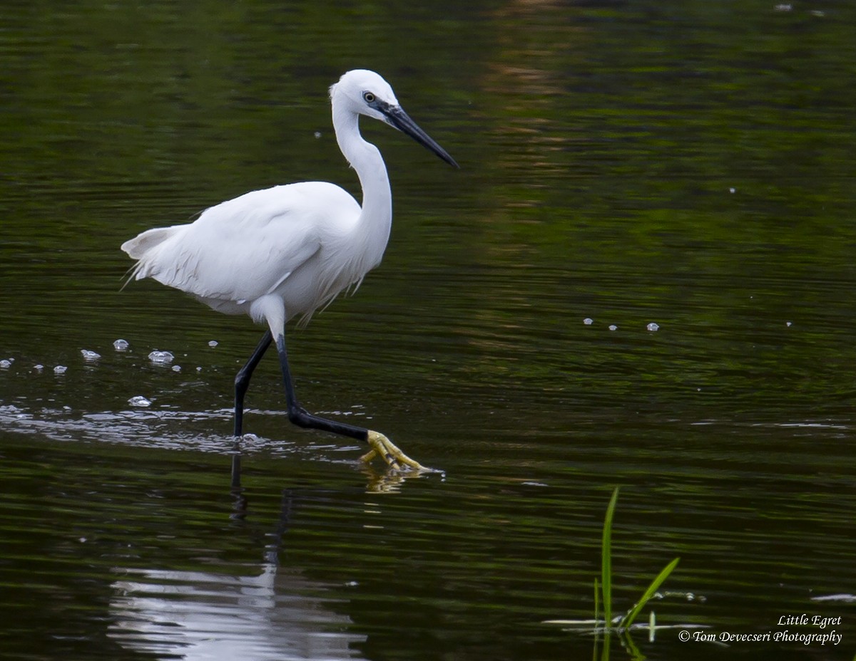 Little Egret - ML129817821