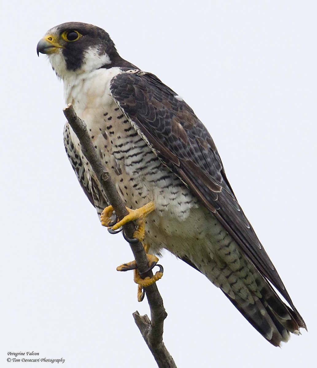 Peregrine Falcon - ML129817981