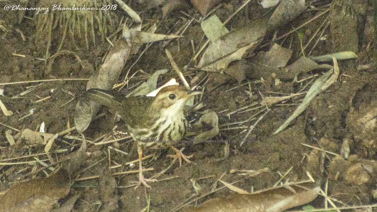 Puff-throated Babbler - ML129819181