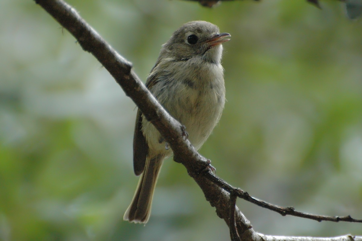 Hutton's Vireo - ML129819251