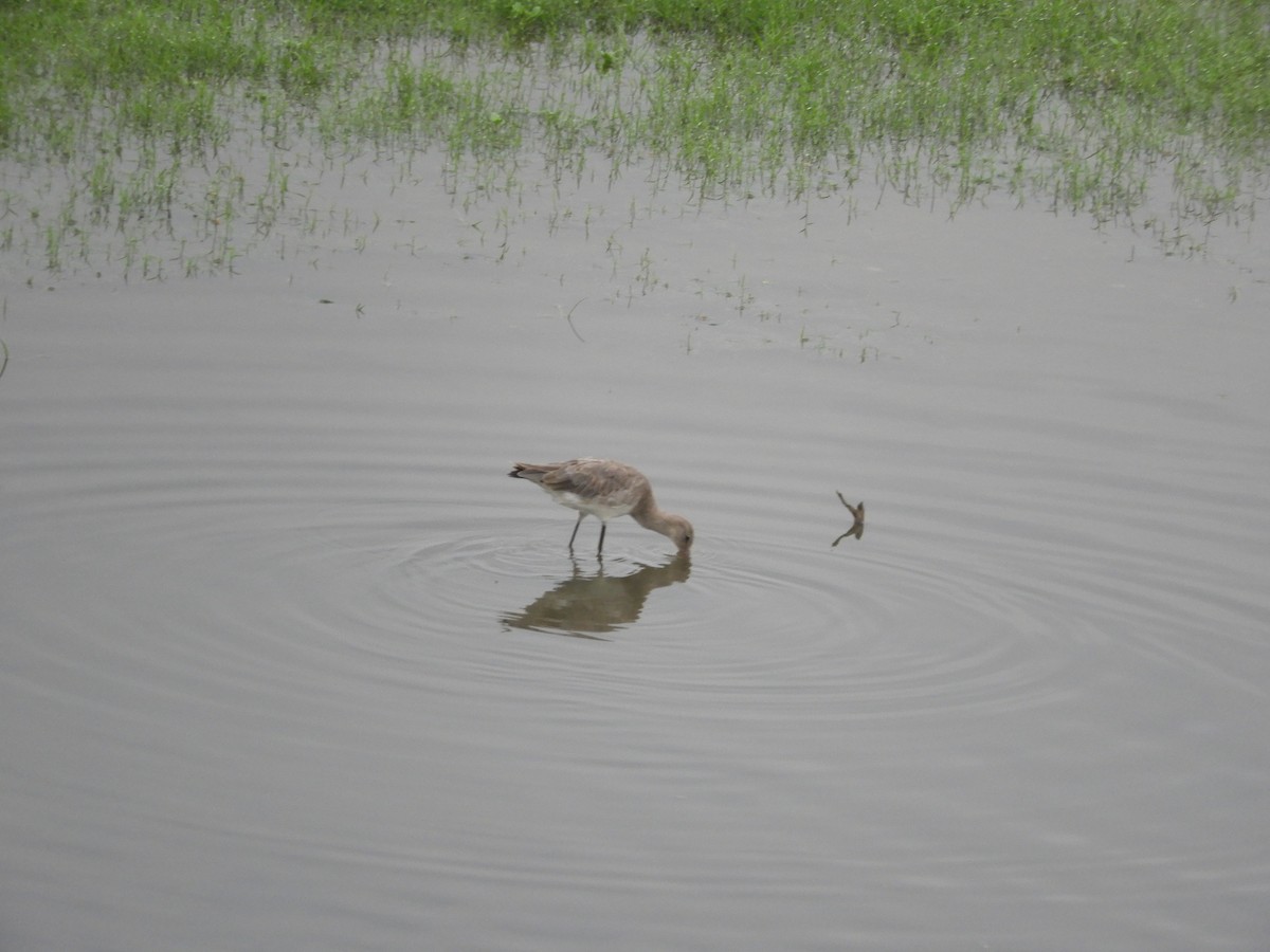 Black-tailed Godwit - Kanishka Mehta