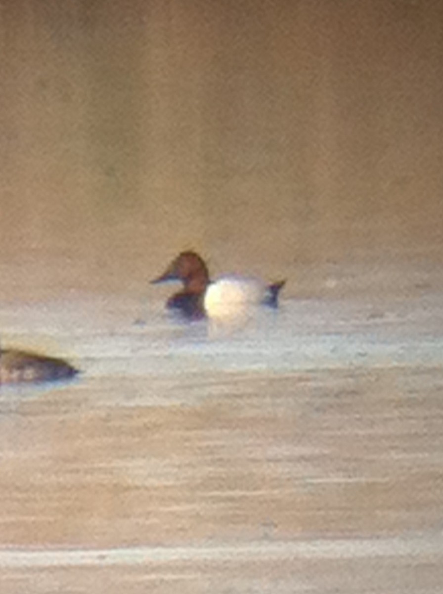 Canvasback - ML129821011