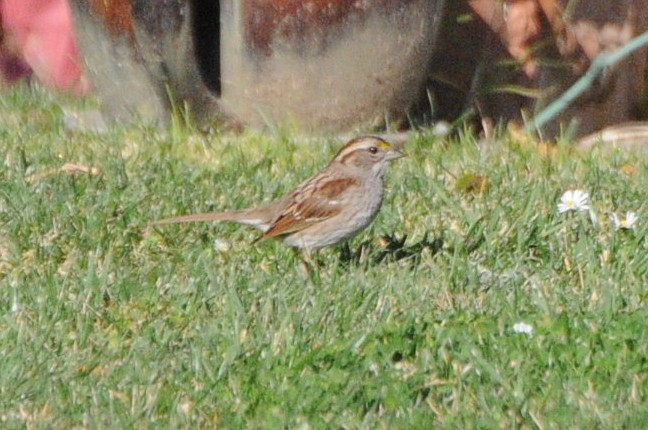 White-throated Sparrow - ML129821161