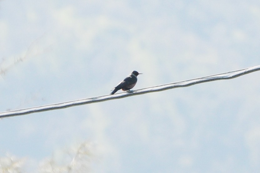 Lewis's Woodpecker - ML129821441