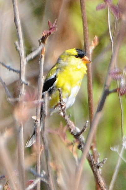 Chardonneret jaune - ML129821561