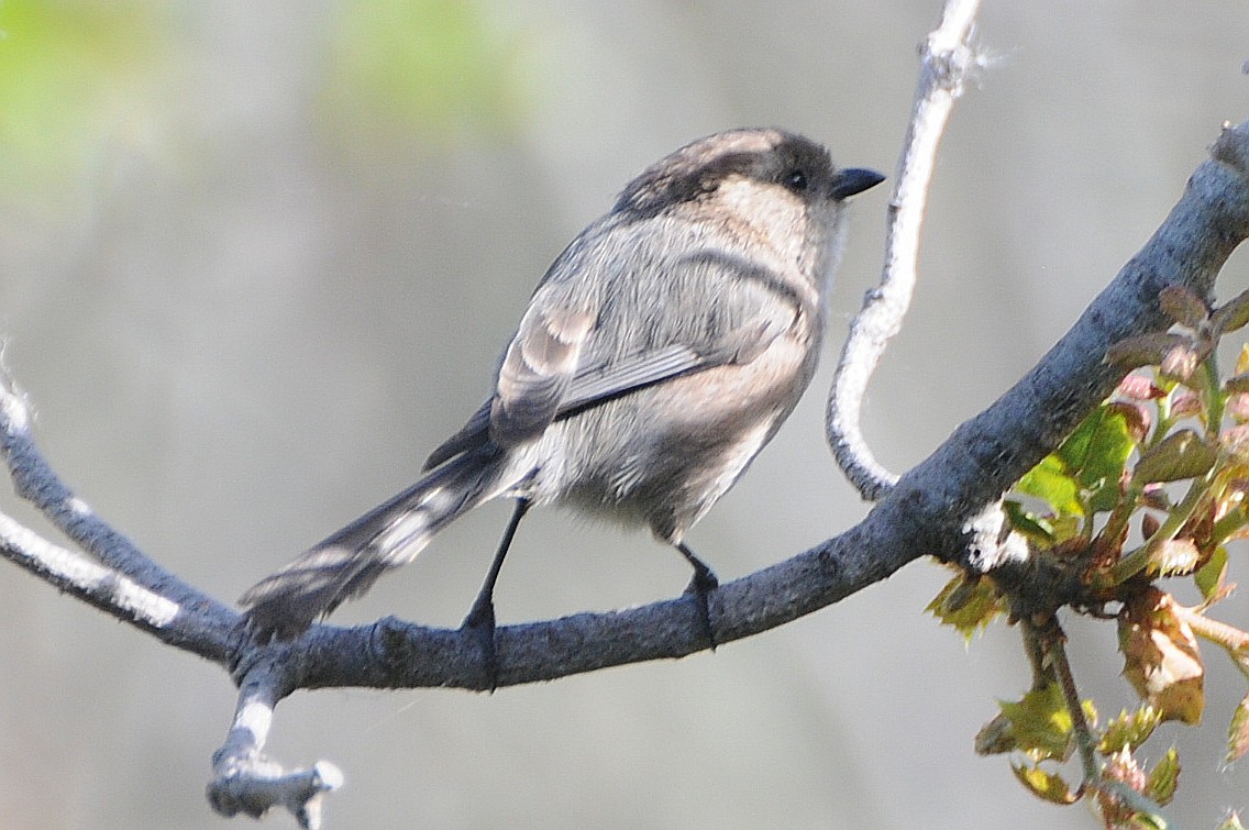 Bushtit (Pacific) - ML129821581