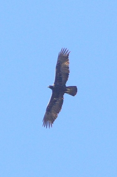 Golden Eagle - ML129821601