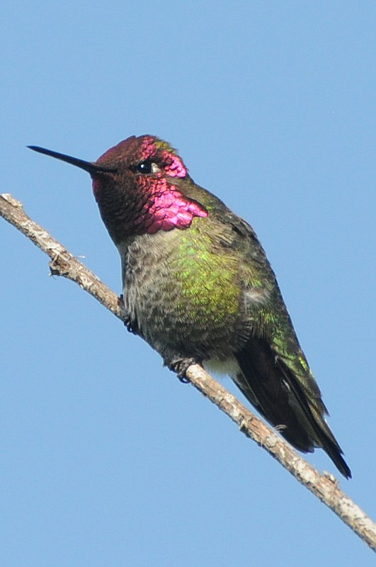 Anna's Hummingbird - ML129821641