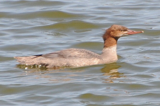 Gänsesäger (americanus) - ML129823211