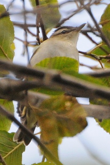 Red-eyed Vireo - Michael Rieser