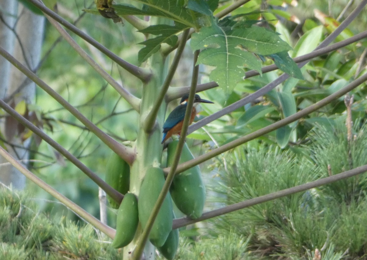 Common Kingfisher - ML129823571