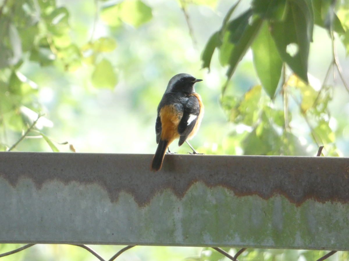 Daurian Redstart - ML129824211