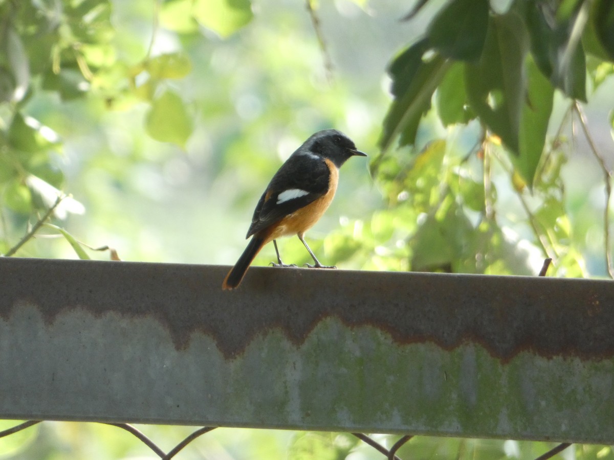 Daurian Redstart - Jason Chou