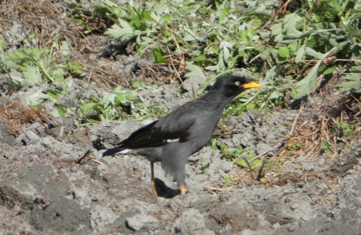 Javan Myna - Jason Chou