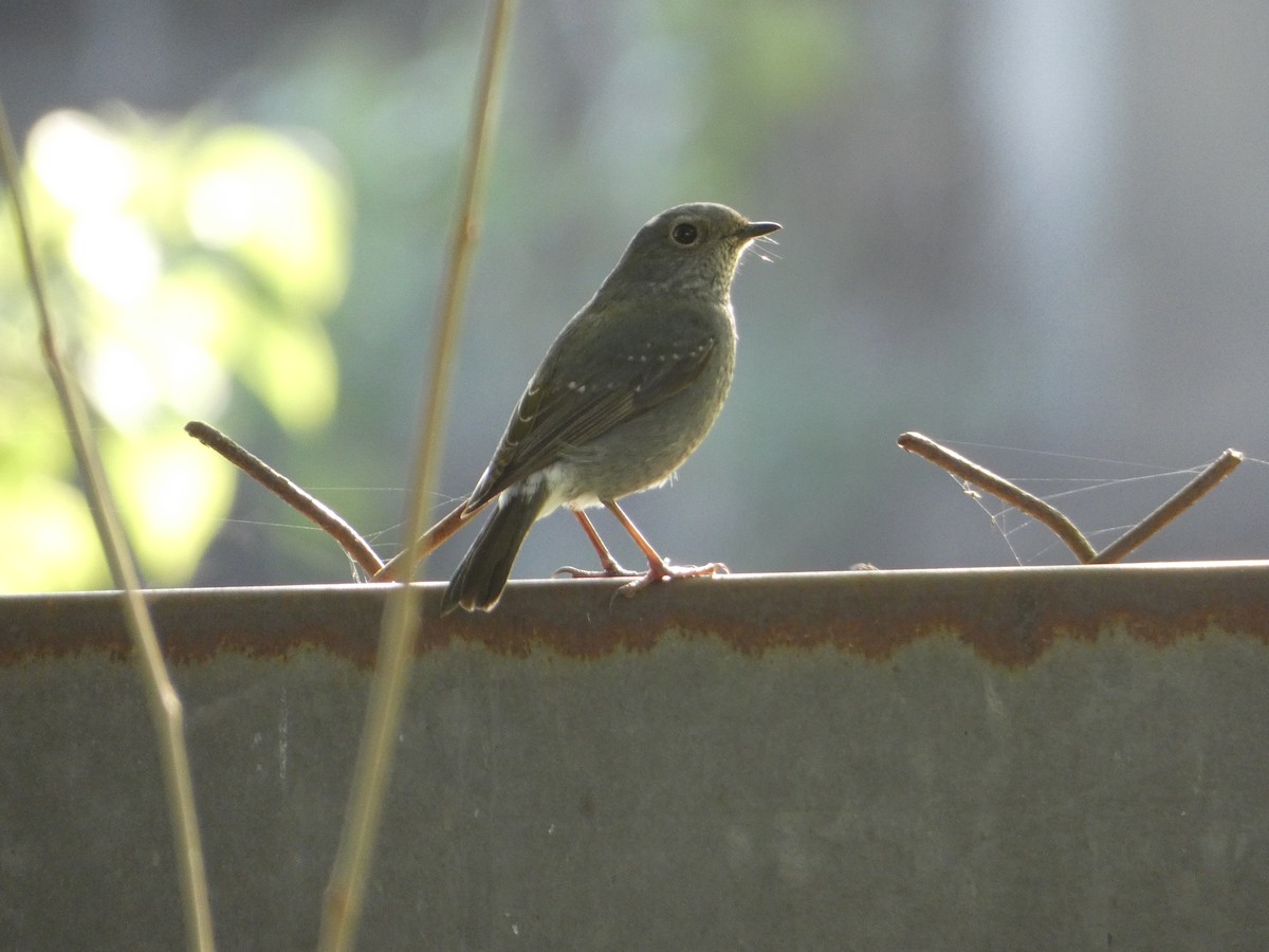 Plumbeous Redstart - ML129824721