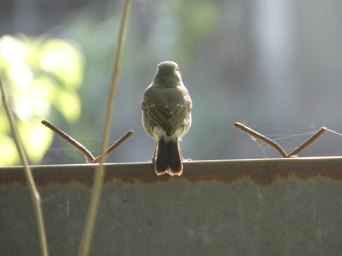 Plumbeous Redstart - ML129824731