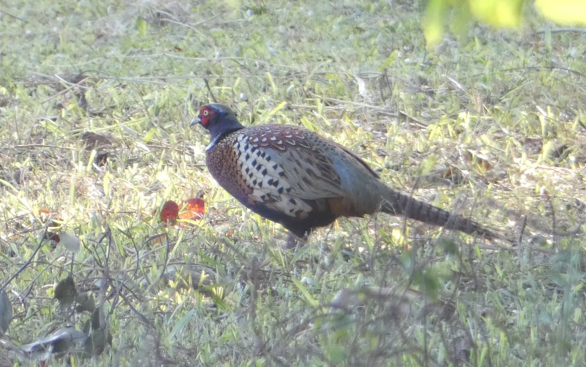 Ring-necked Pheasant - ML129824751