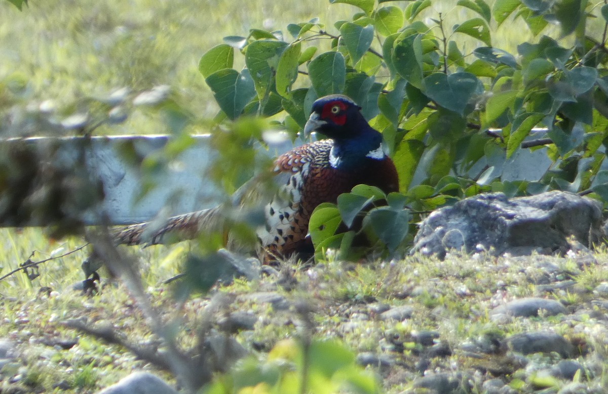 Ring-necked Pheasant - ML129824761