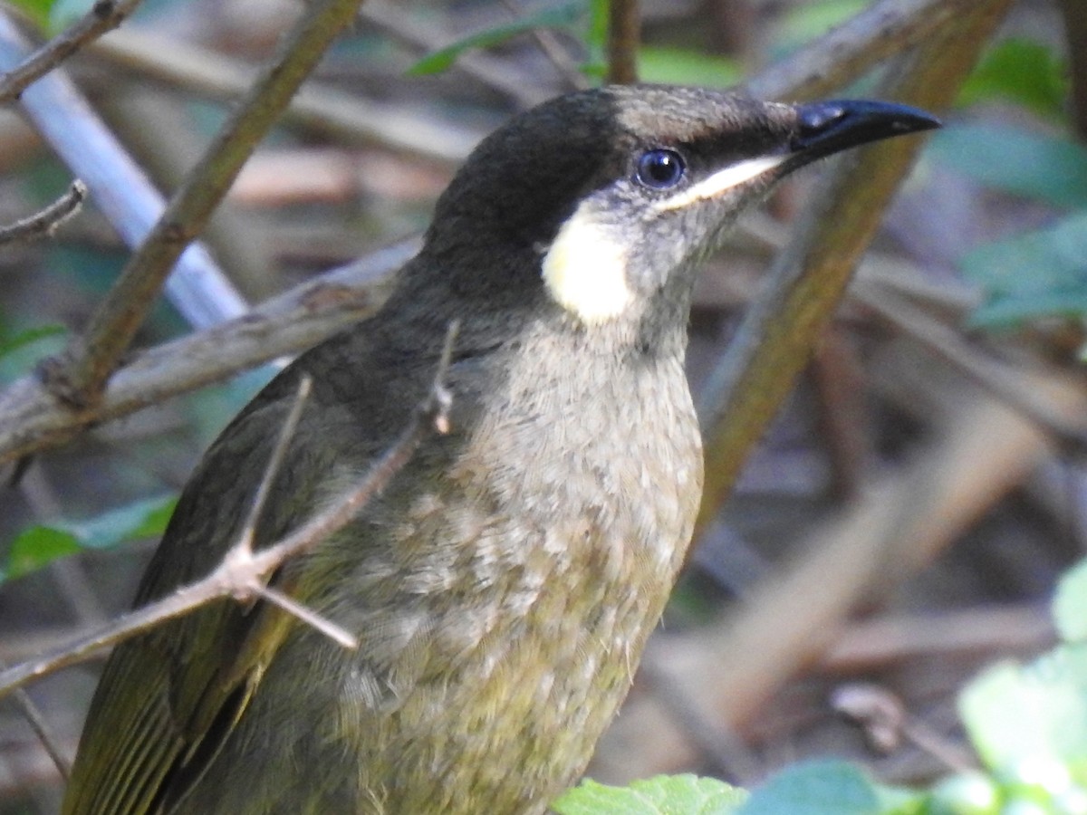 Lewin's Honeyeater - ML129824851