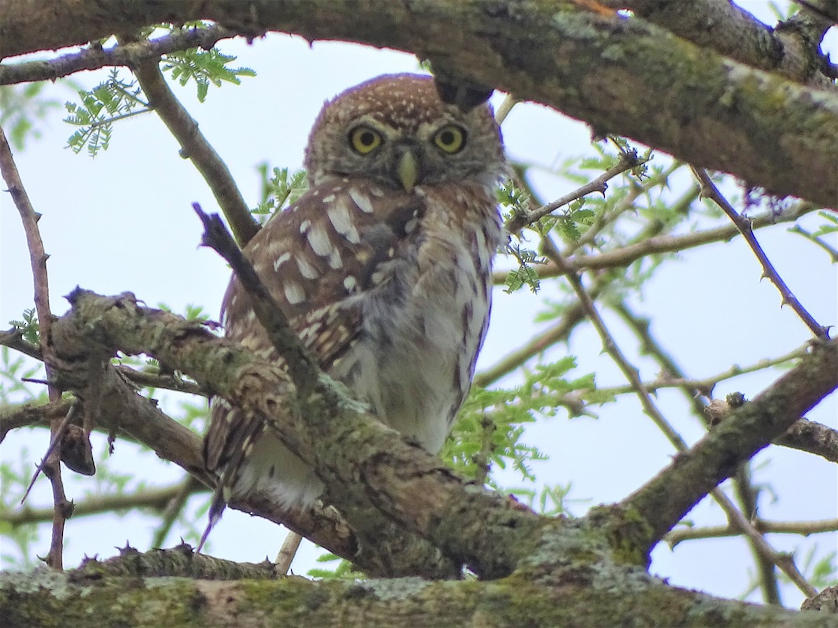 Pearl-spotted Owlet - ML129826831