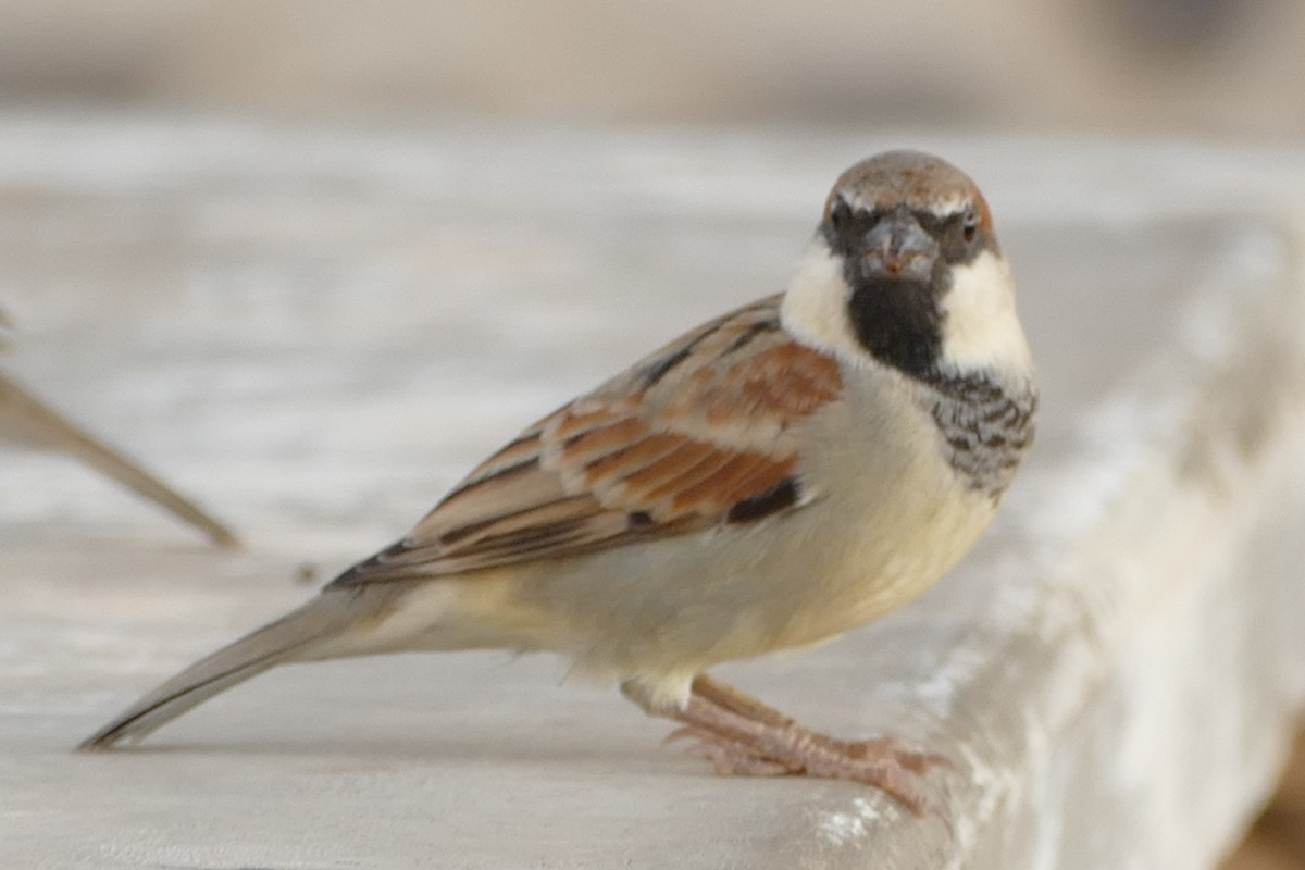 House x Somali Sparrow (hybrid) - Peter Kaestner