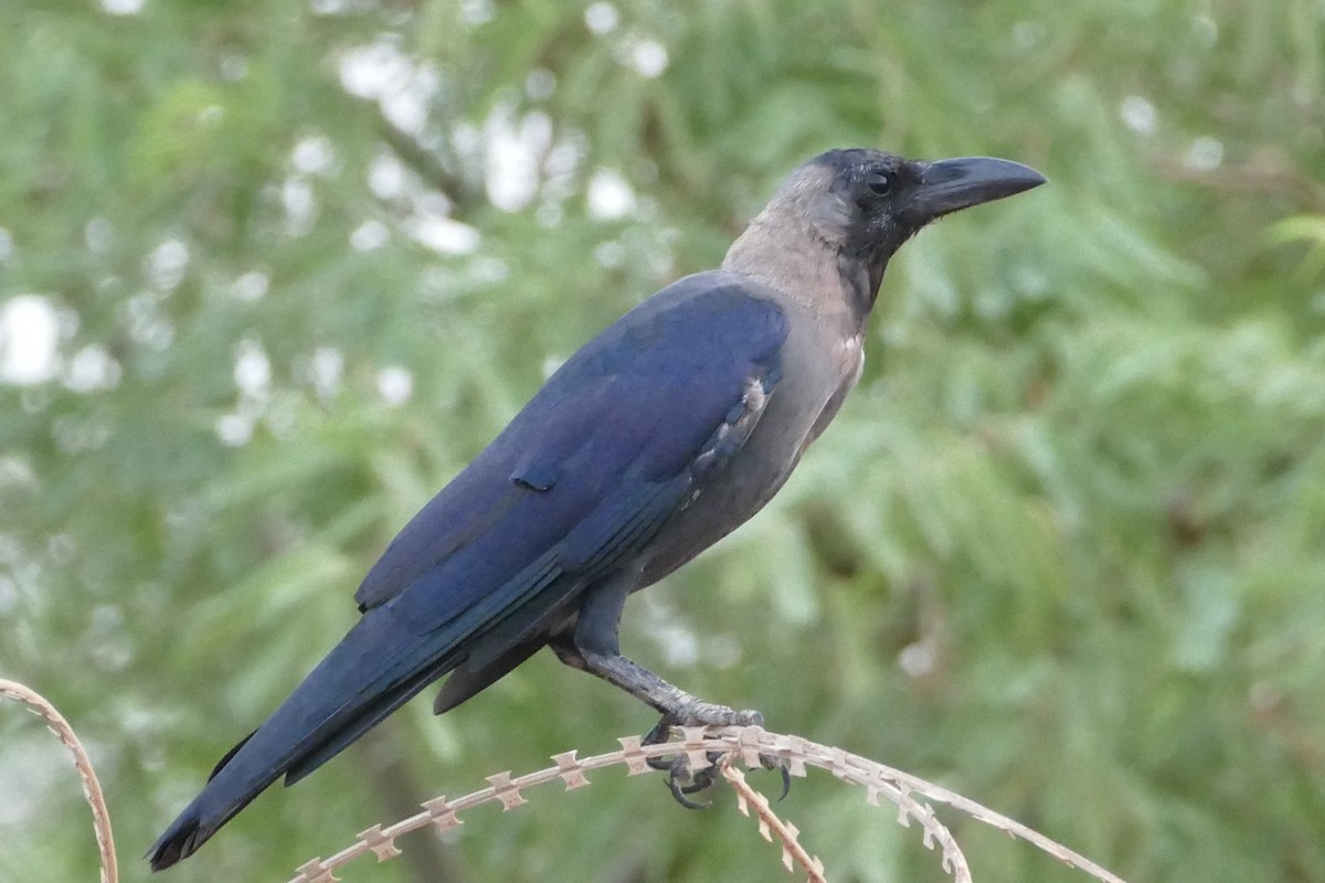 House Crow - ML129827431