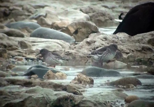 Purple Sandpiper - Eric Howe