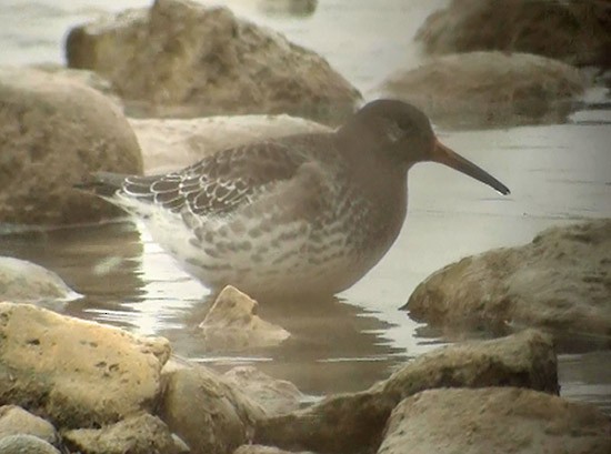 Purple Sandpiper - Eric Howe