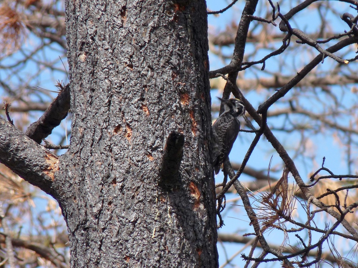 American Three-toed Woodpecker - ML129831871