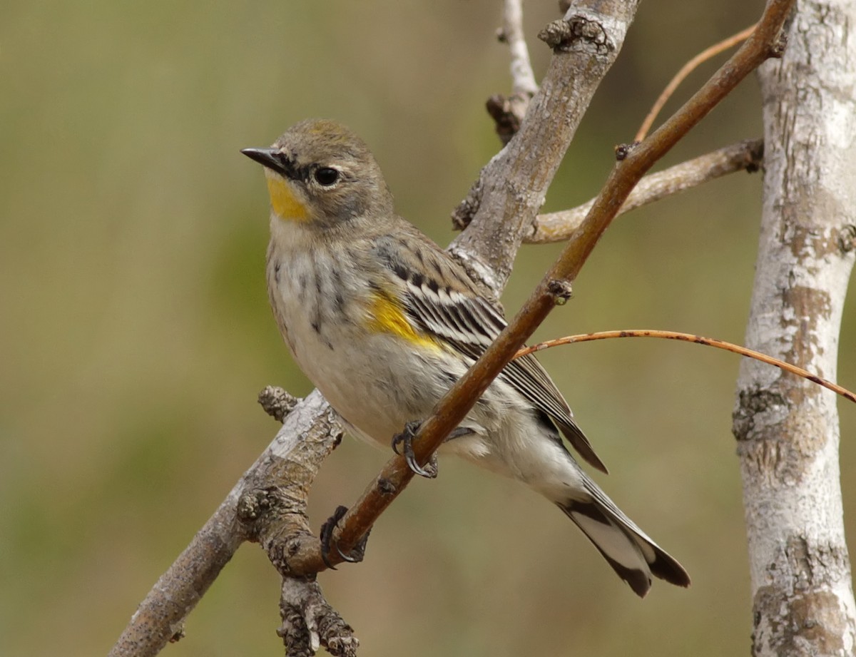 Yellow-rumped Warbler (Audubon's) - ML129833011