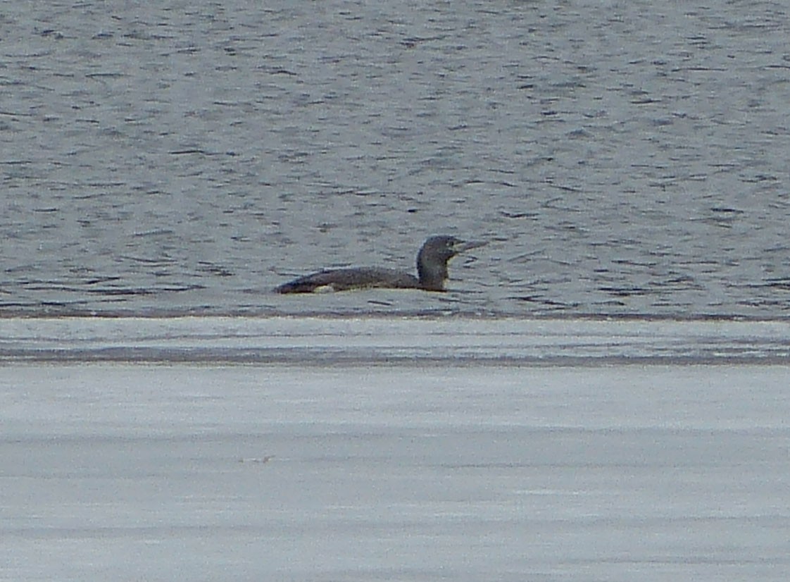 Red-throated Loon - Robert Mayer