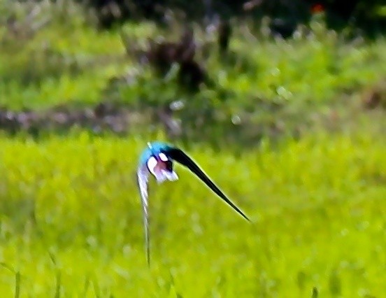 Violet-green Swallow - Ceredig  Roberts