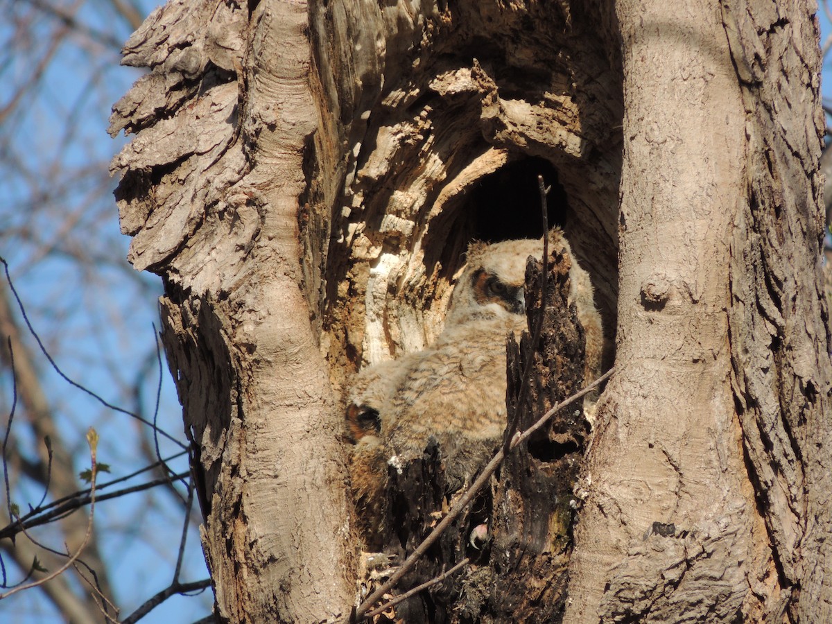 Great Horned Owl - ML129841421