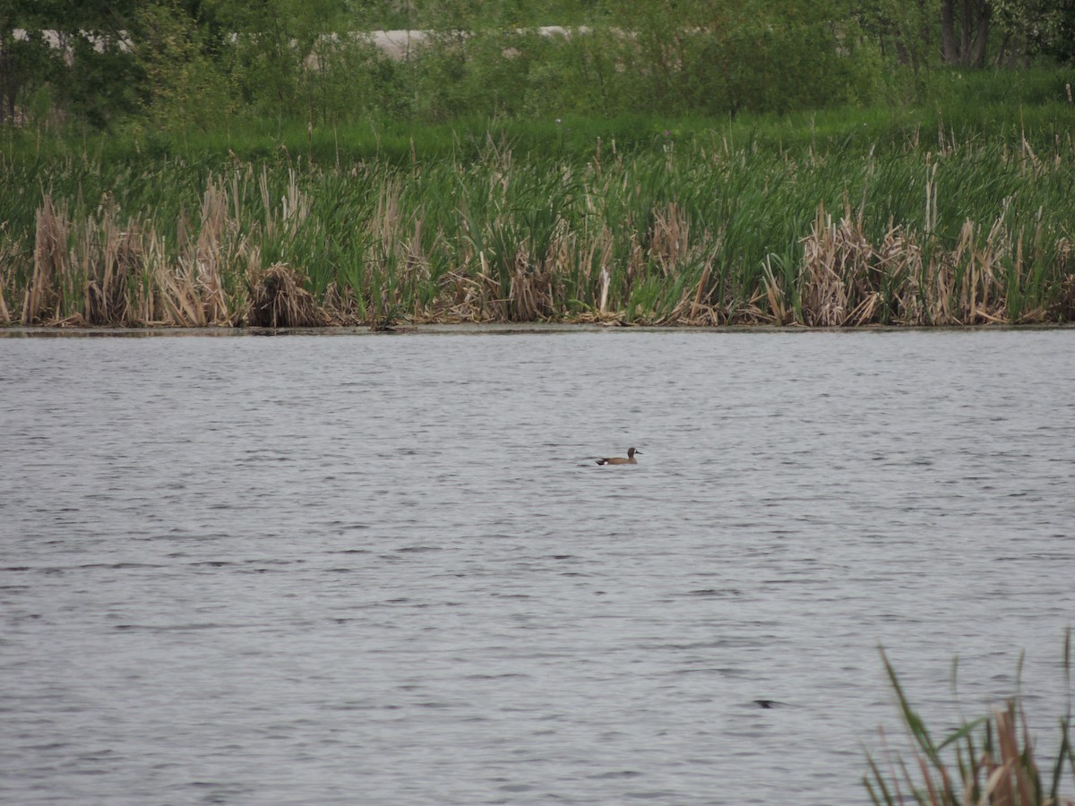 Blue-winged Teal - Luke Berg